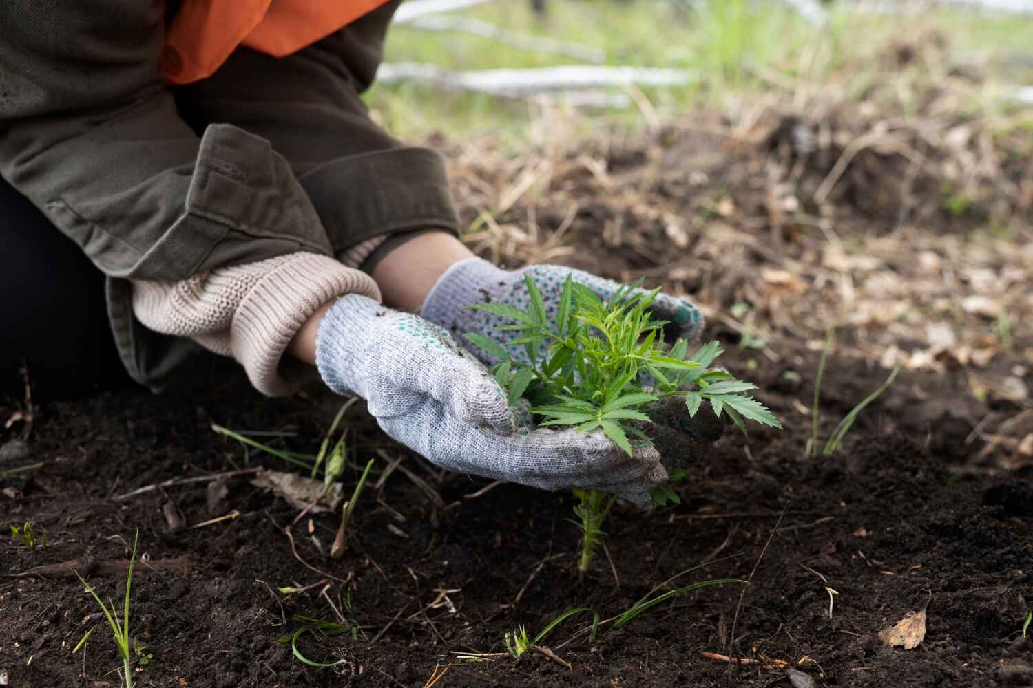 Best Tree Trimming Near Me  in Dove Valley, CO